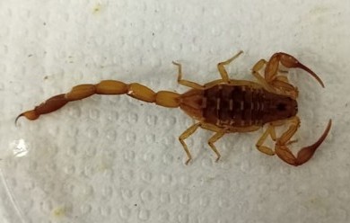 Centruroides baergi